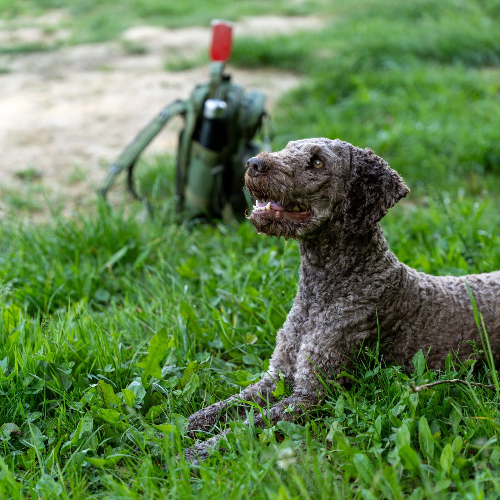 Lagotto leži na livadi uz tartufarsku opremu